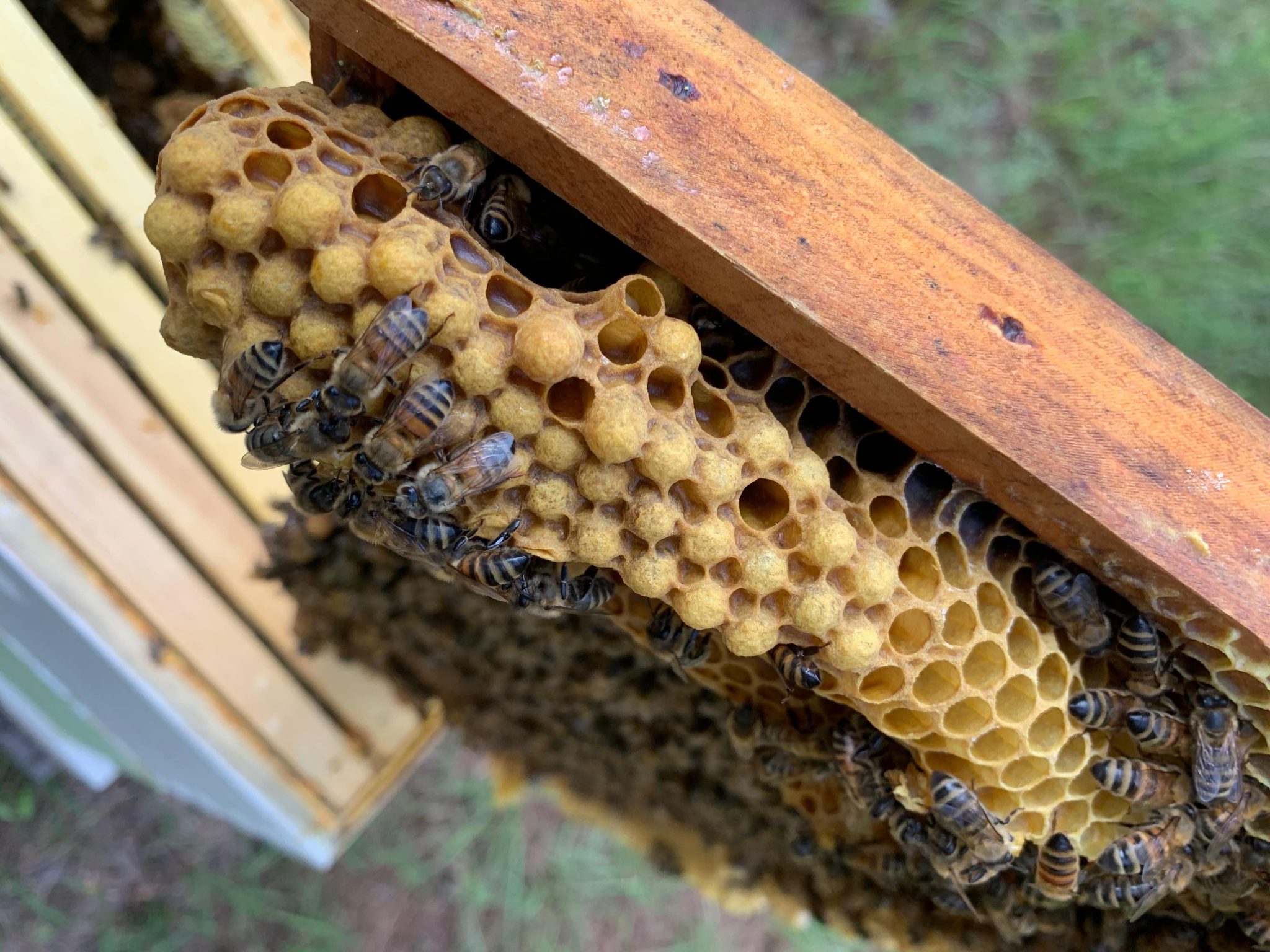 The Vital Role the Drone Plays in the Beehive Backyard Beekeeping